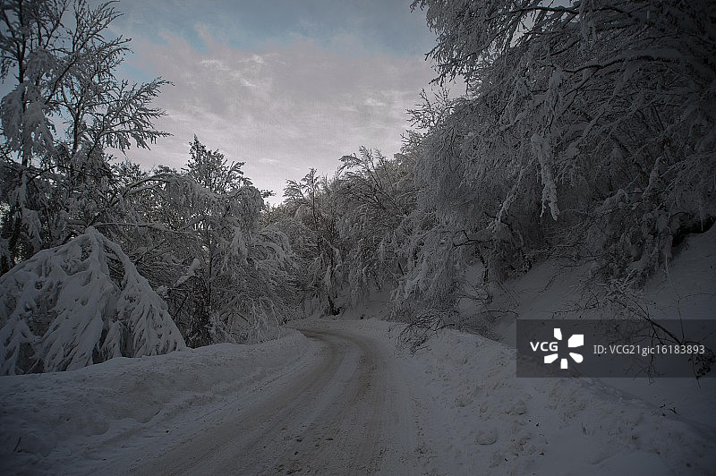 走向山毛榉林图片素材