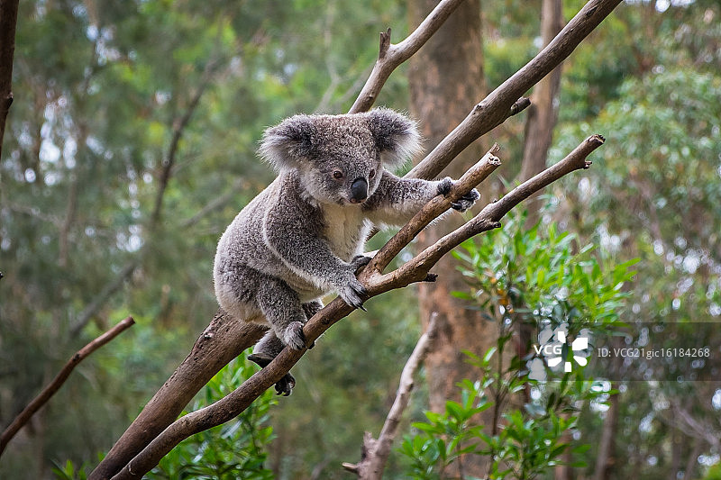 野生考拉爬树图片素材