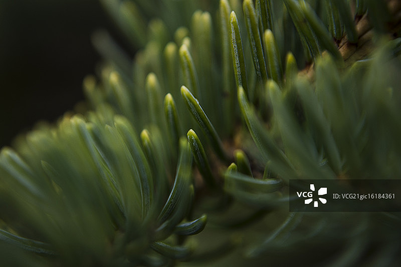 云杉针叶微距图片素材