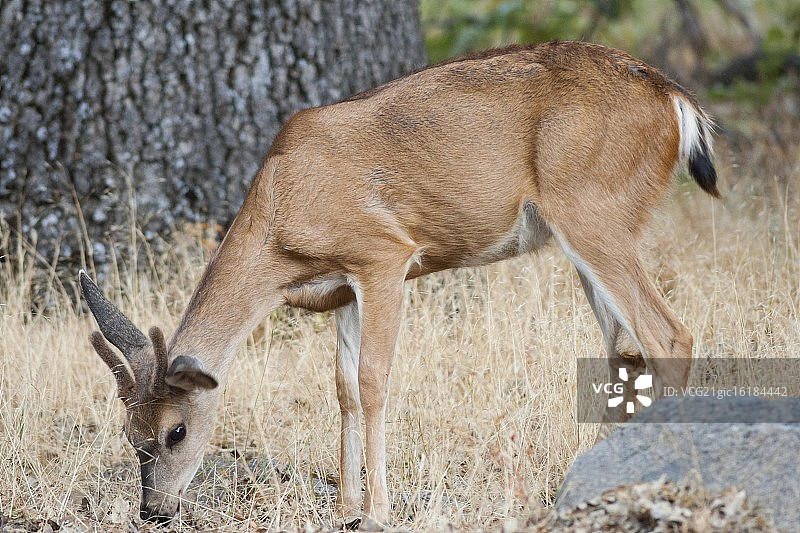 黑尾鹿图片素材