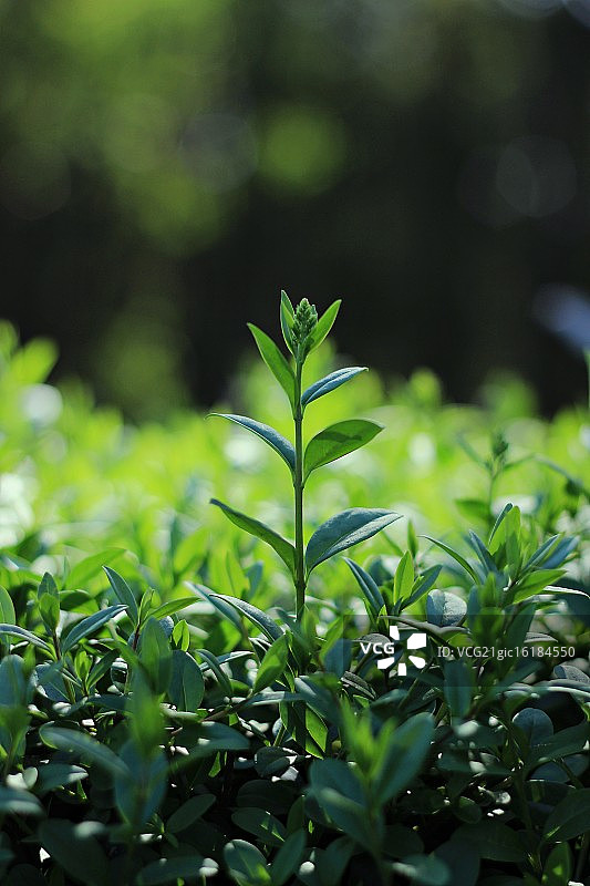 独一无二图片素材