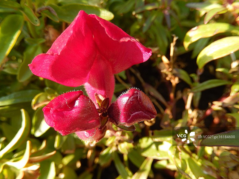 金鱼草图片素材