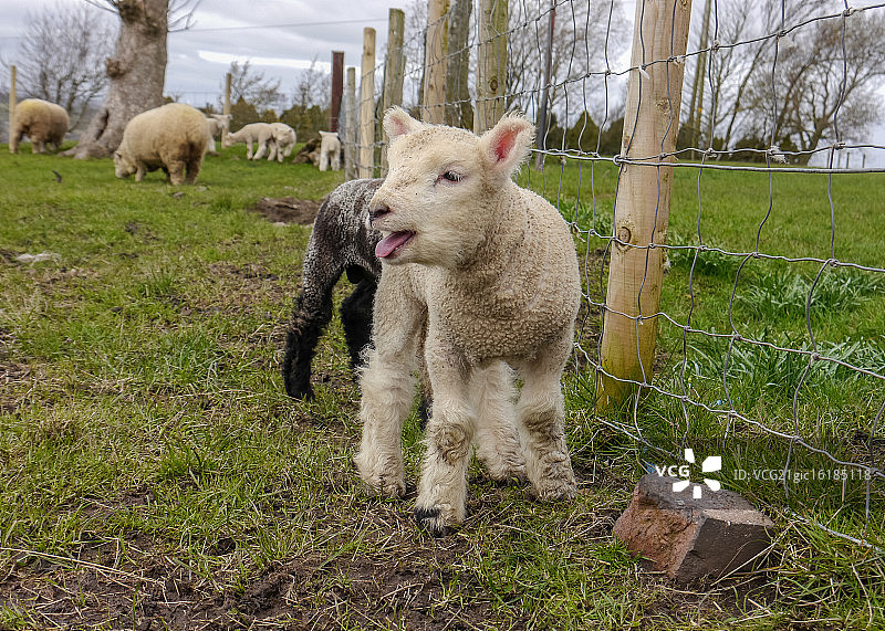 白色雷兰小羊叫图片素材