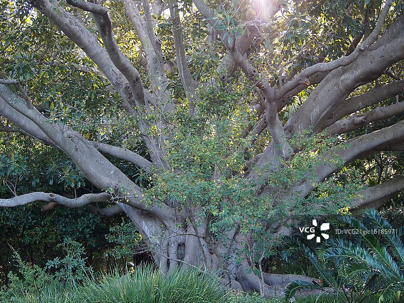 克斯滕博斯植物园樟树图片素材
