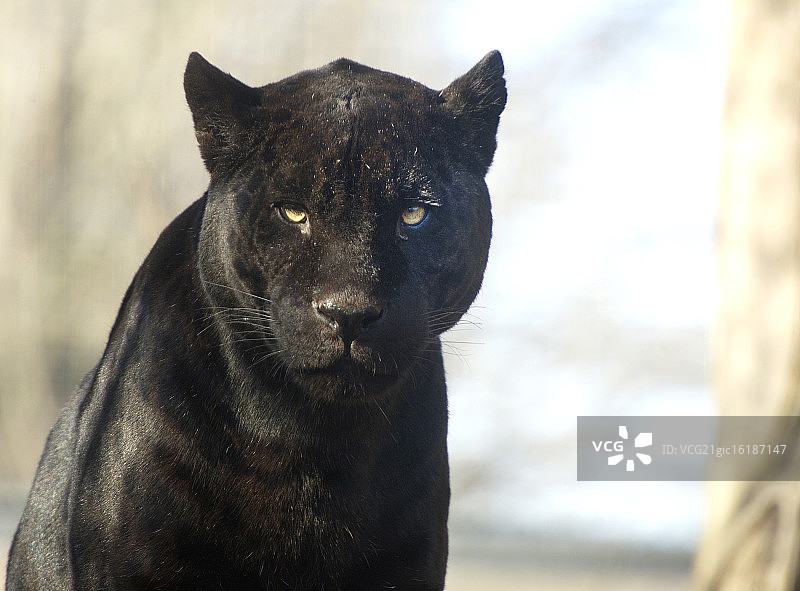 黑色美洲虎图片素材