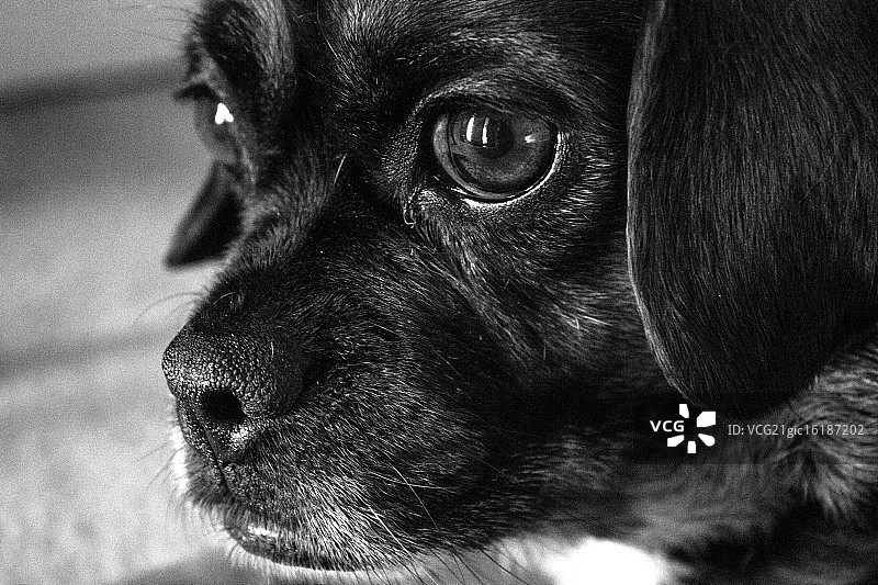 黑白狗图片素材