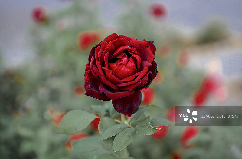 当野玫瑰生长时…图片素材