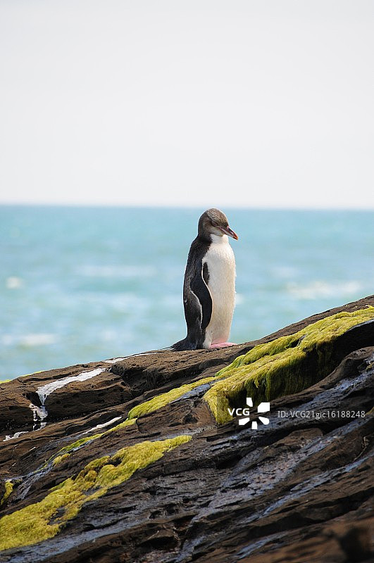 黄眼企鹅图片素材
