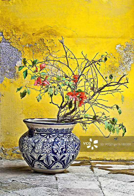 花盆图片素材