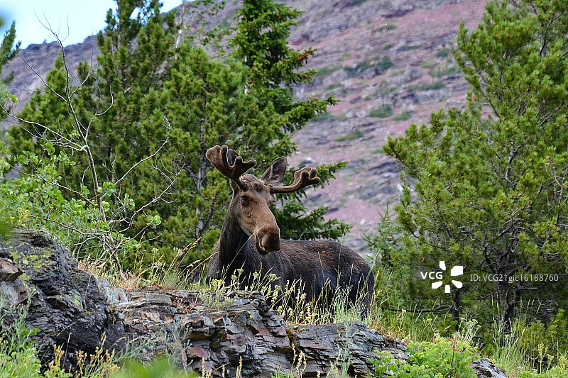 冰川国家公园的驼鹿图片素材