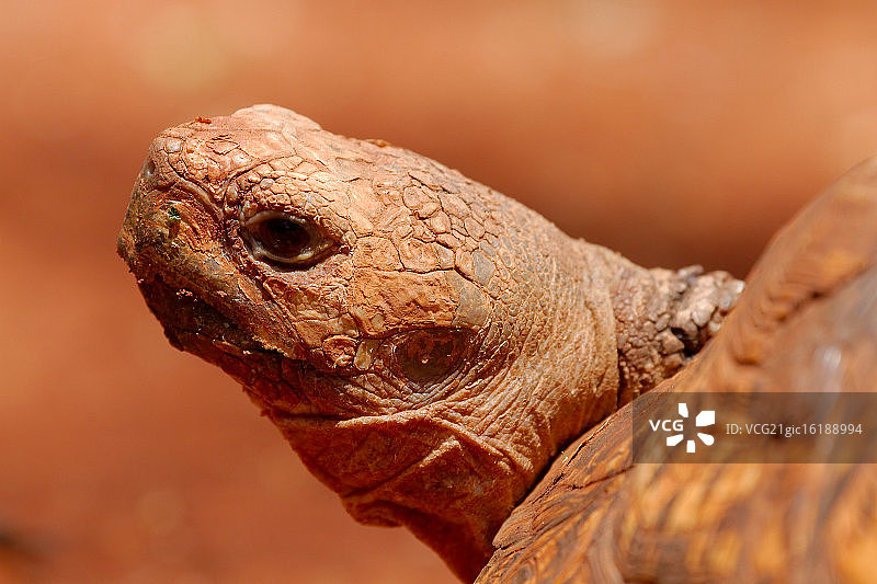 豹纹陆龟图片素材