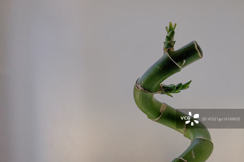 幸运竹II图片素材