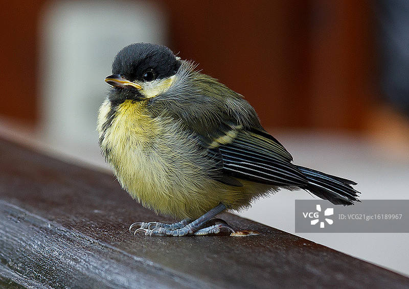 幼年大山雀图片素材