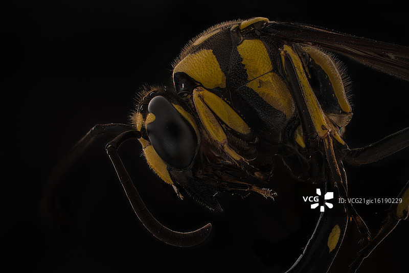 泥壶蜂图片素材