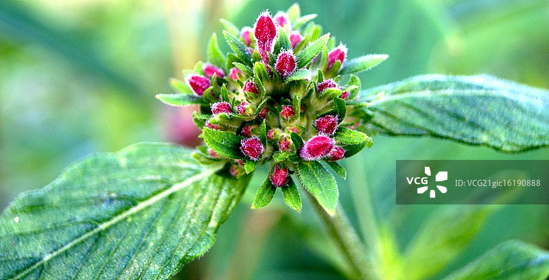 鲜花盛开的格拉斯哥图片素材