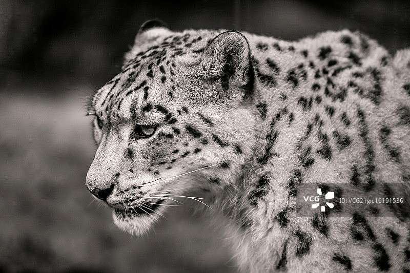 悲伤的雪豹图片素材