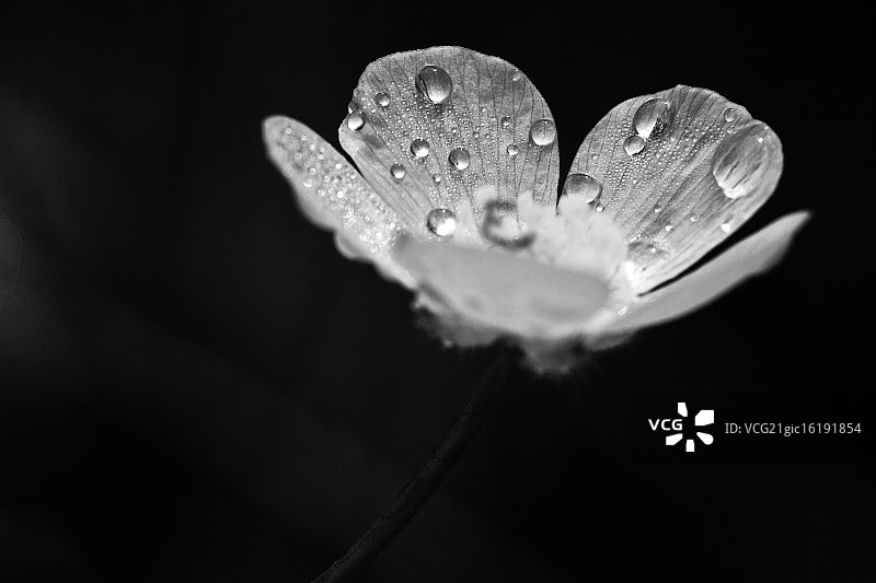毛茛花单色图像图片素材