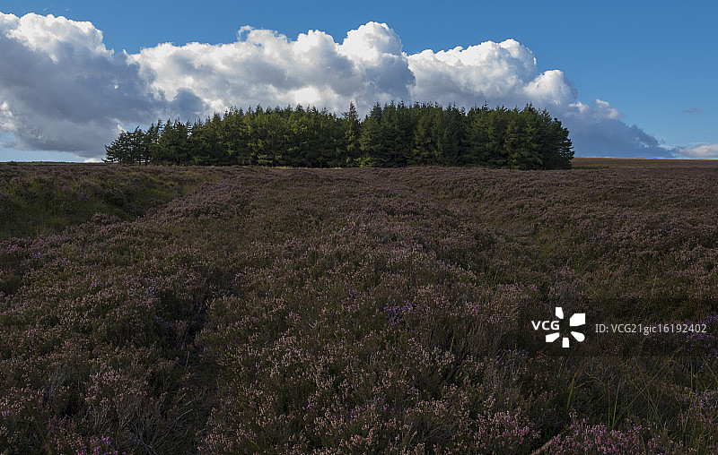 沉郁的小树林图片素材