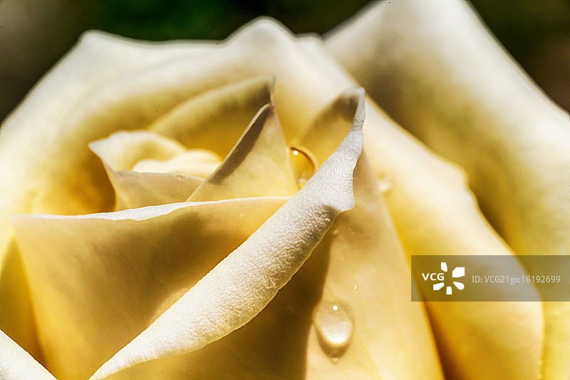 黄玫瑰图片素材