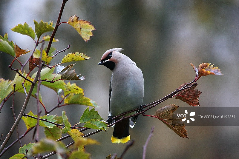 太平鸟图片素材