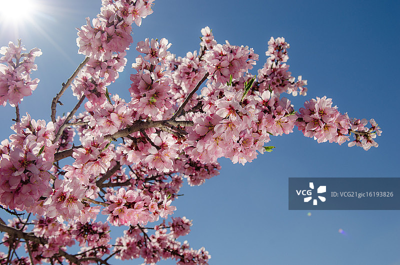 开花的杏树图片素材