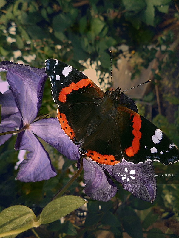 红带袖蝶图片素材