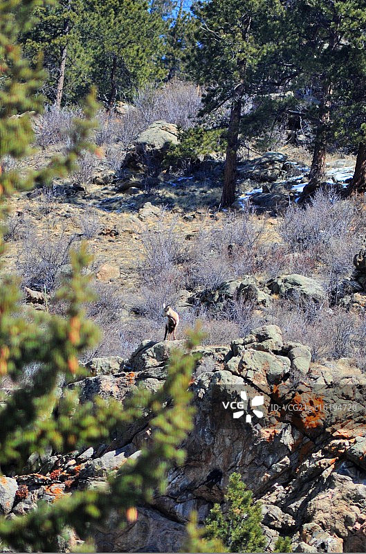 落基山脉大角羊图片素材