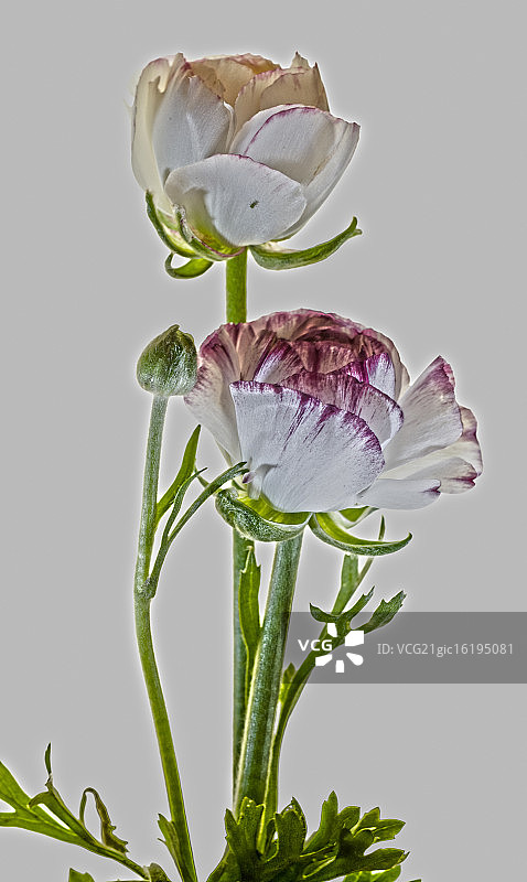 花毛茛图片素材