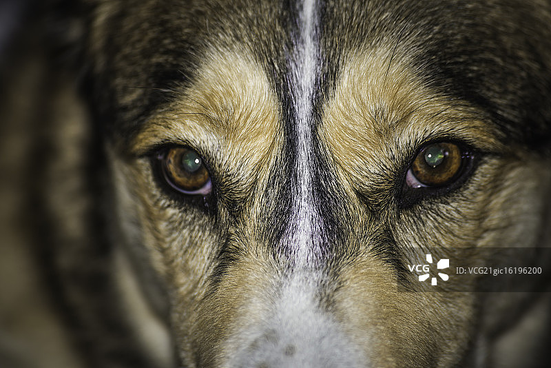 哈士奇的凝视图片素材
