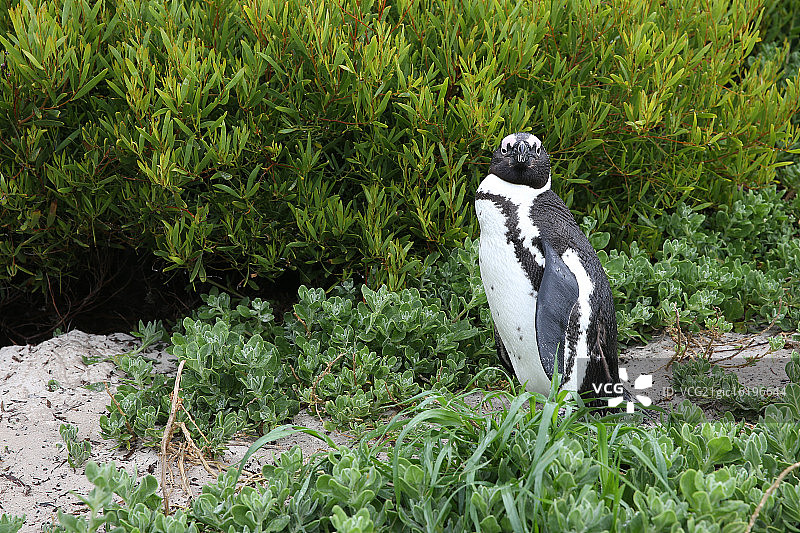 非洲企鹅图片素材