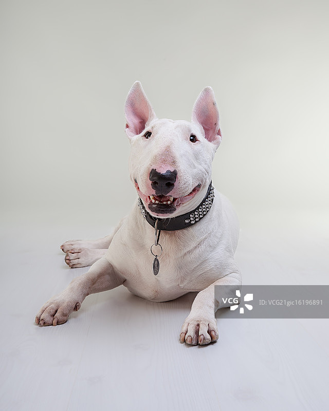 牛头梗Mauri图片素材