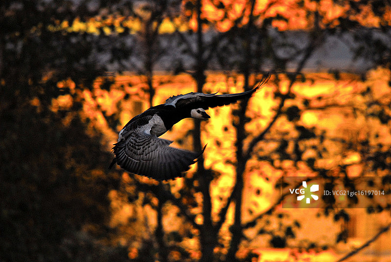 金色黑雁图片素材