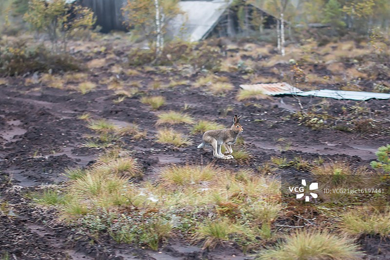 奔跑中的野兔图片素材