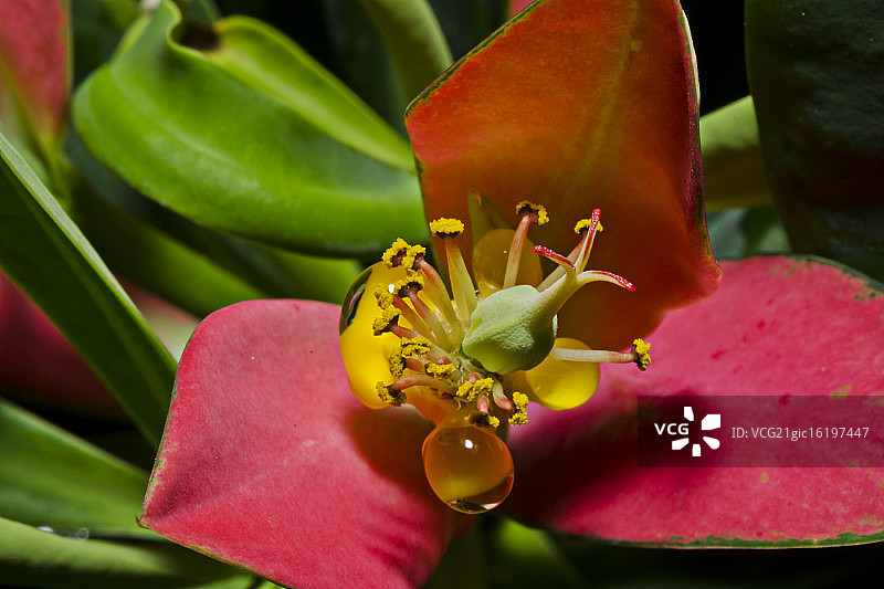 牙买加猩猩木图片素材