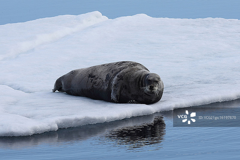 冰面上的髯海豹图片素材
