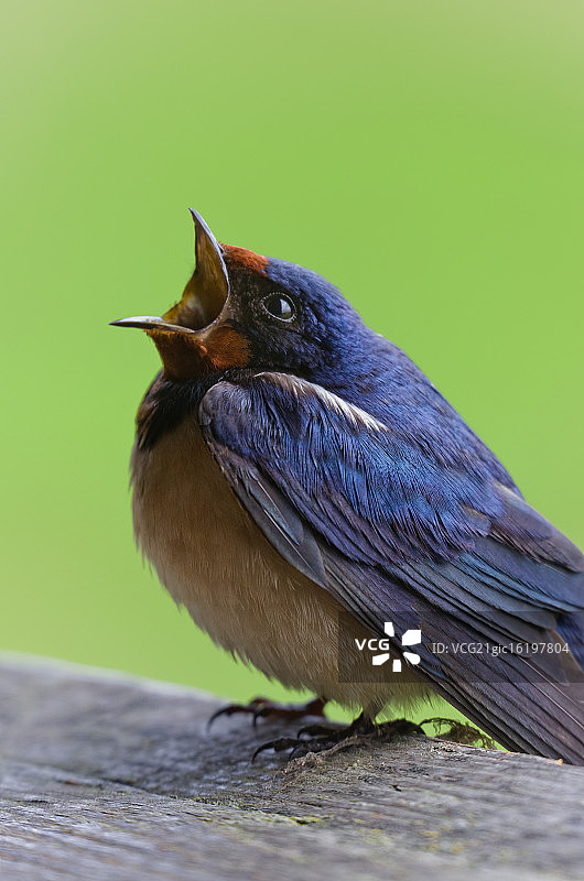 谷仓燕子图片素材