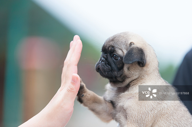 给我击掌图片素材