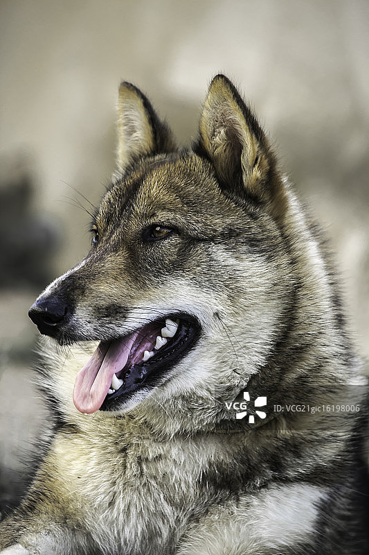 我的狼人图片素材