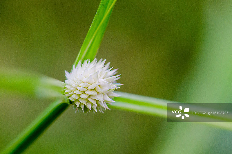 白色水莎草花图片素材