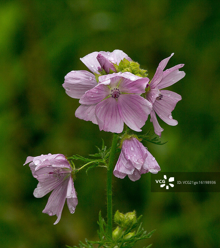 野玫瑰图片素材