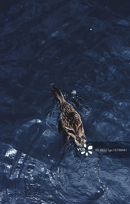 水中的鸭子图片素材