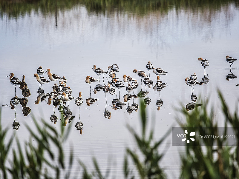 反嘴鹬图片素材