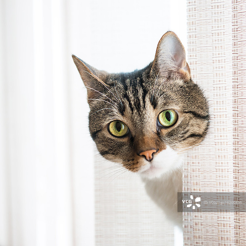 灰色条纹小猫图片素材