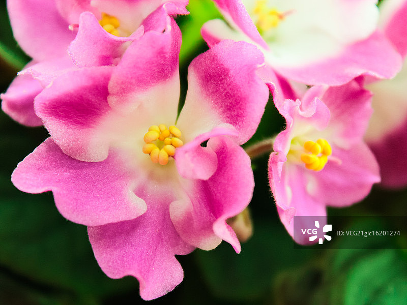 紫罗兰色的图片素材