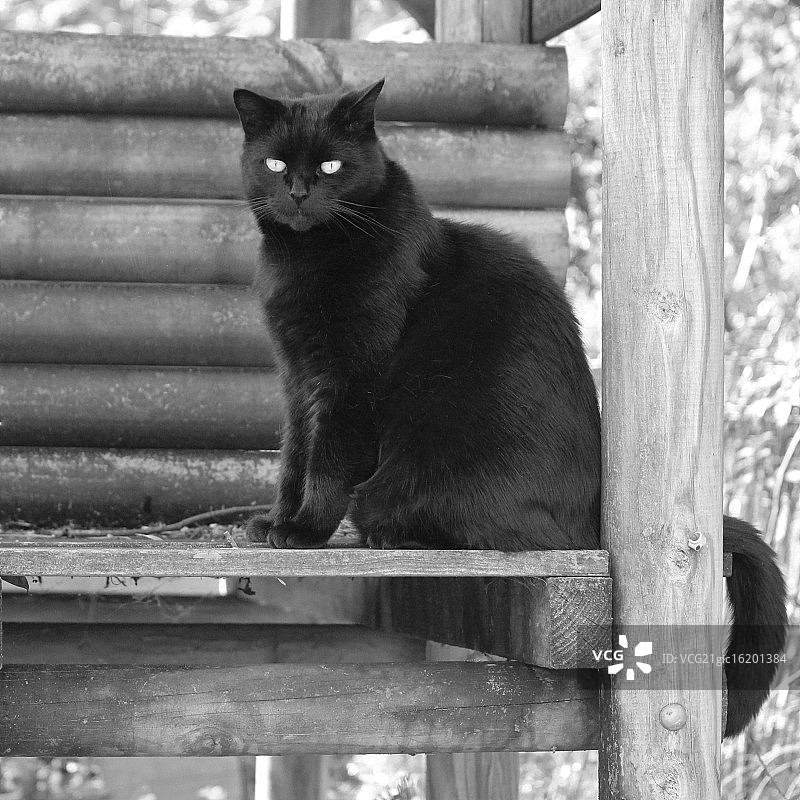 我的猫图片素材