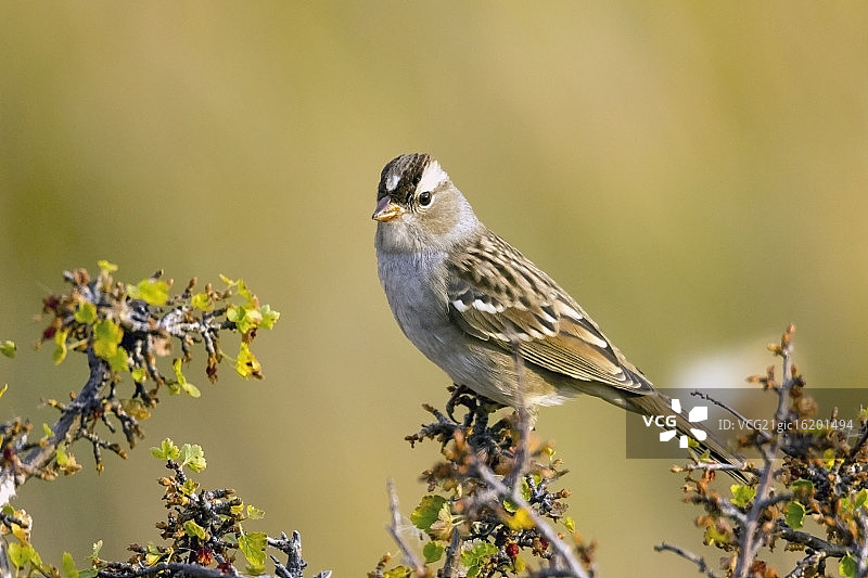 白冠麻雀图片素材
