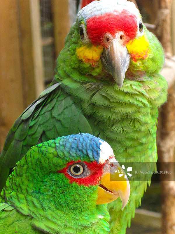 洪都拉斯的红额鹦鹉图片素材