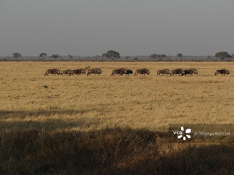 稀树草原上的蓝角马图片素材