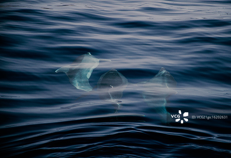 与海豚一起航行图片素材