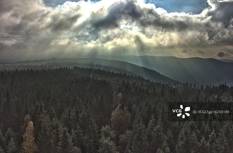 黑森林图片素材